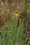 Paleyellow iris